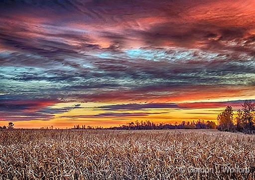 Cornfield At Sunrise_DSCF5056-8.jpg - Photographed near Jasper, Ontario, Canada.